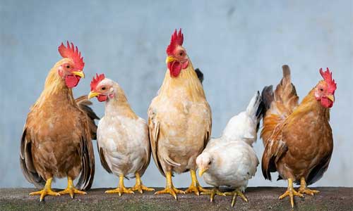 chickens - Bliv medlem af en fjerkræavlerforening